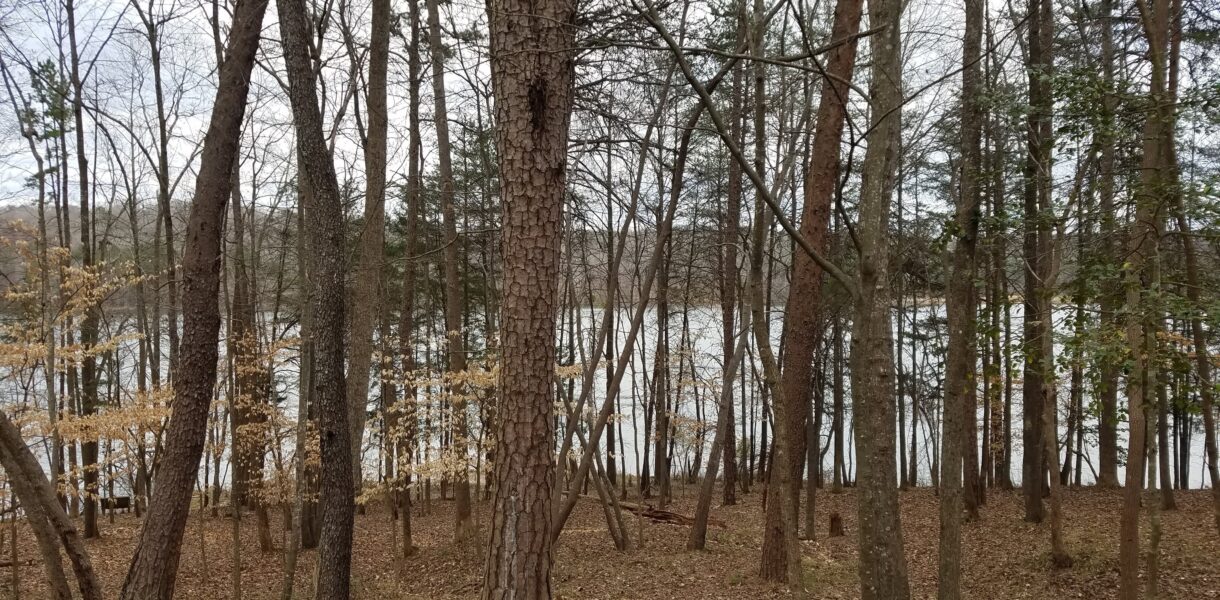 View of woods in winter with the glimpse of a lake beyond the trees