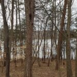 View of woods in winter with the glimpse of a lake beyond the trees