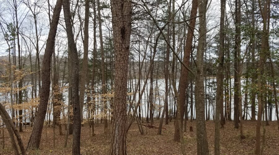 View of woods in winter with the glimpse of a lake beyond the trees